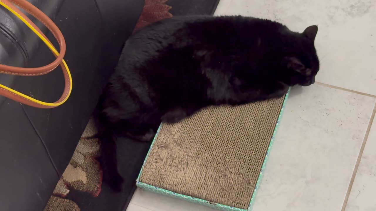 Cute Precious Piper Does a One Third Off Tuffet Sit - My Adopted Shelter Cat Vlog