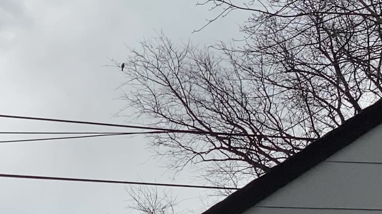 Red tail hawk.