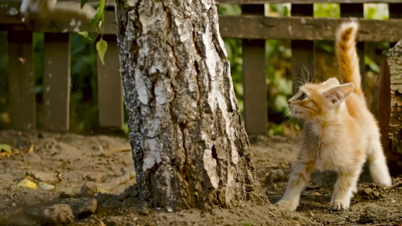 Cat Jumping and Cute Black Cat