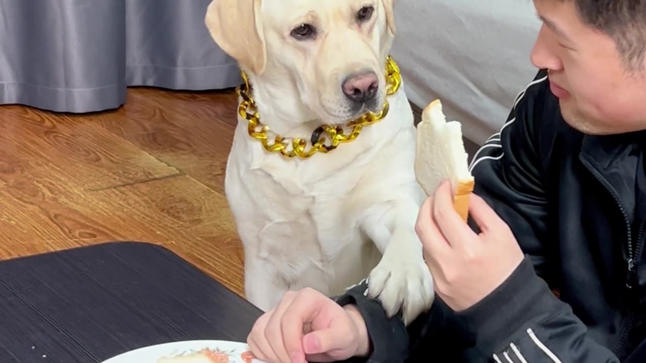 狗子:真脏,我要那个干净的!Dog: It's so dirty, I want that clean!