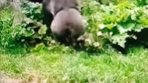 Random gorilla fight