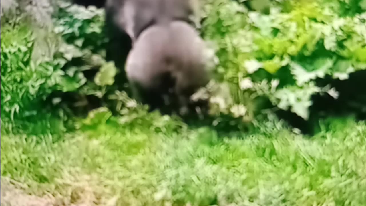 Random gorilla fight