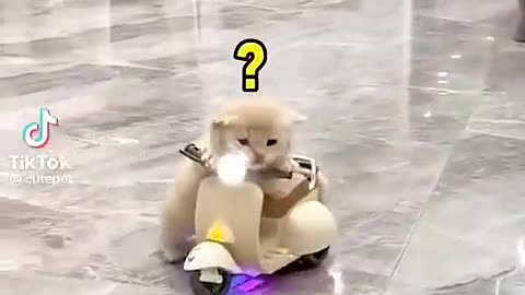 Funny cat