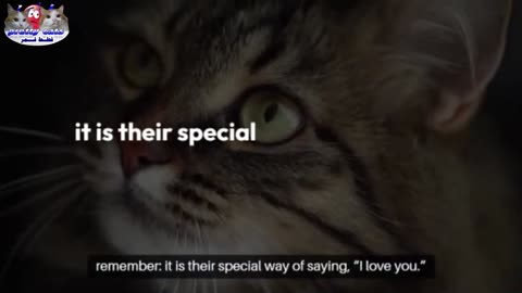 3 Things Your Cat Does That Actually Mean “I Love You” 😻