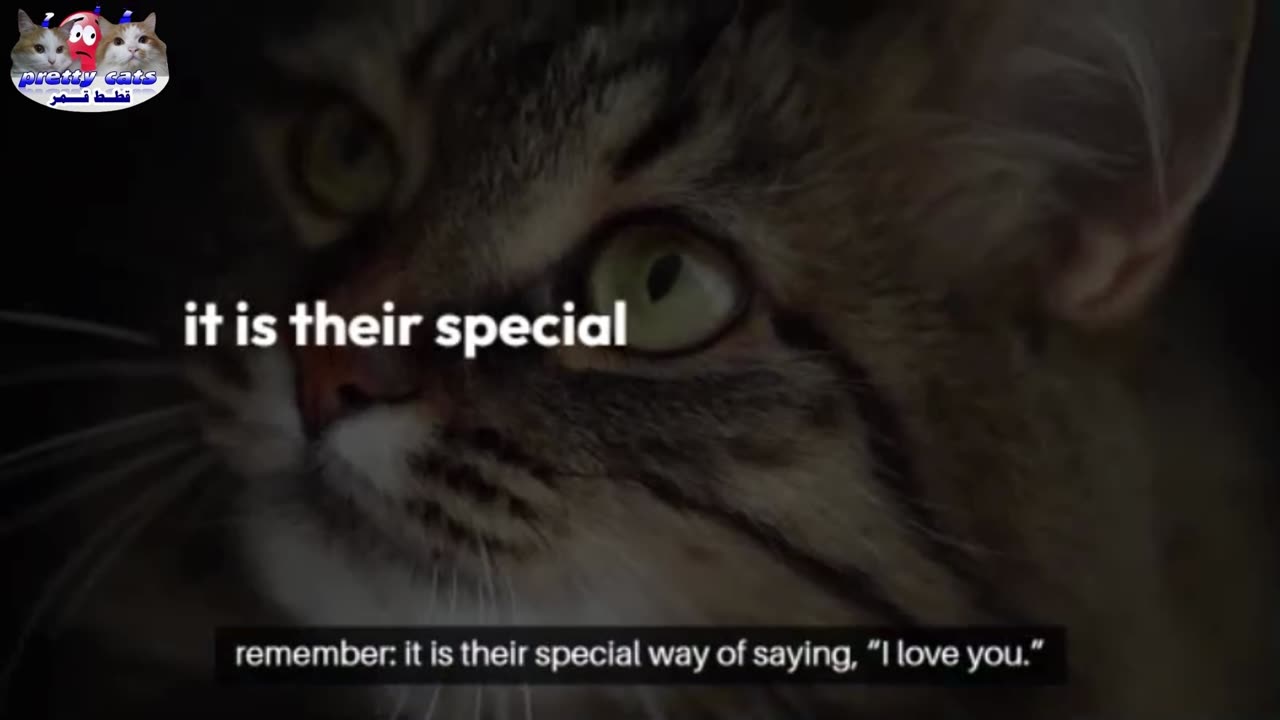 3 Things Your Cat Does That Actually Mean “I Love You” 😻