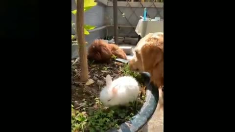 Funny animals video #shorts#funnyfail #animal