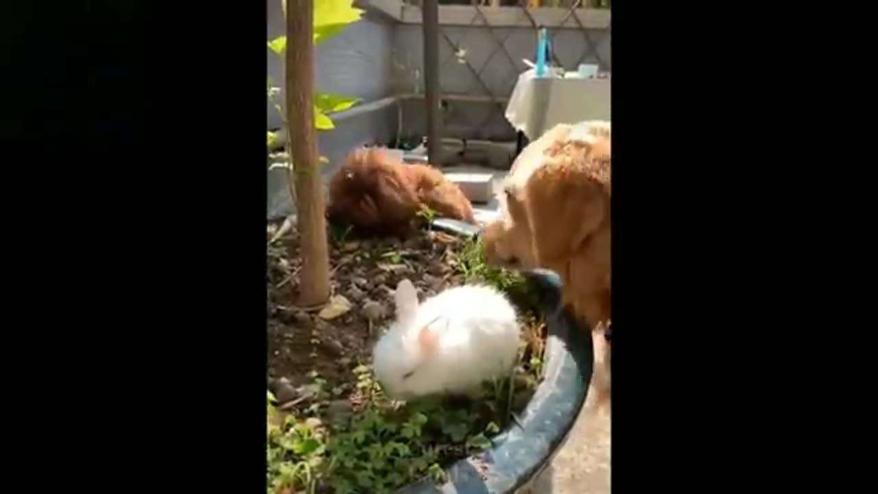 Funny animals video #shorts#funnyfail #animal