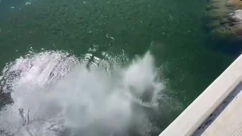 High jump diving direct into water Capture moments