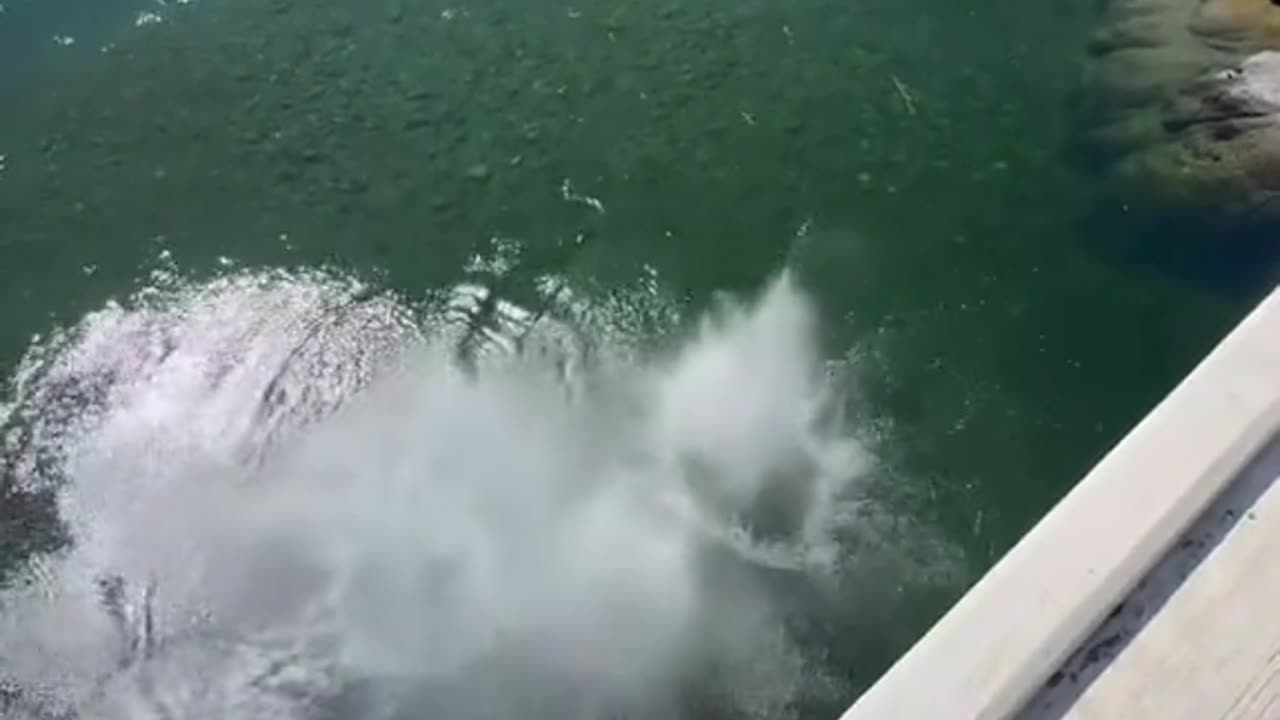 High jump diving direct into water Capture moments