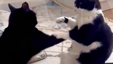 Funny video