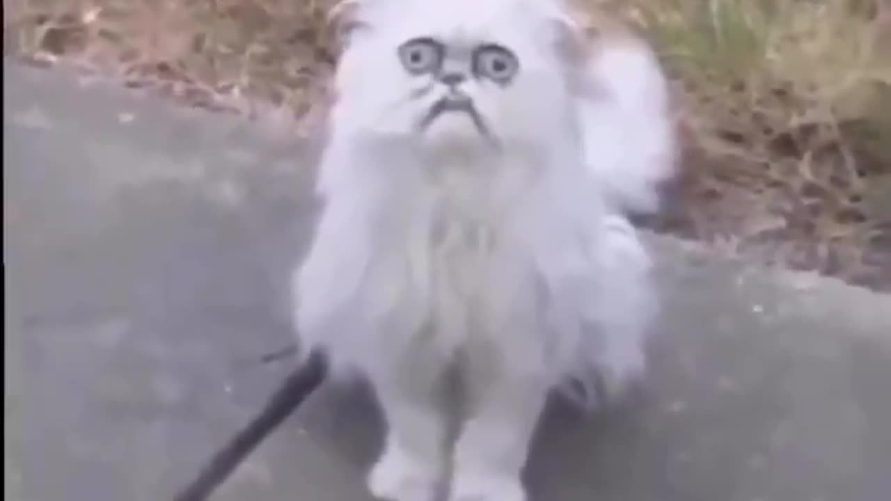 internet hall of fame - this is truly one of the funniest videos ever