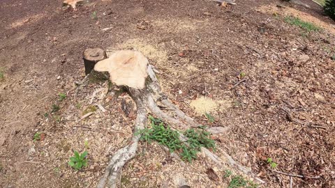 Stump Grinding in the Rocks — 3 Tough Stumps Gone!