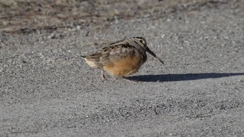 American Woodcock