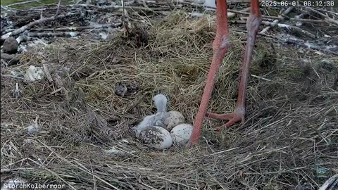 Stork's nest Kolbermoor (DE) - The first chick 🐥🥚🥚🥚🥳😀😘