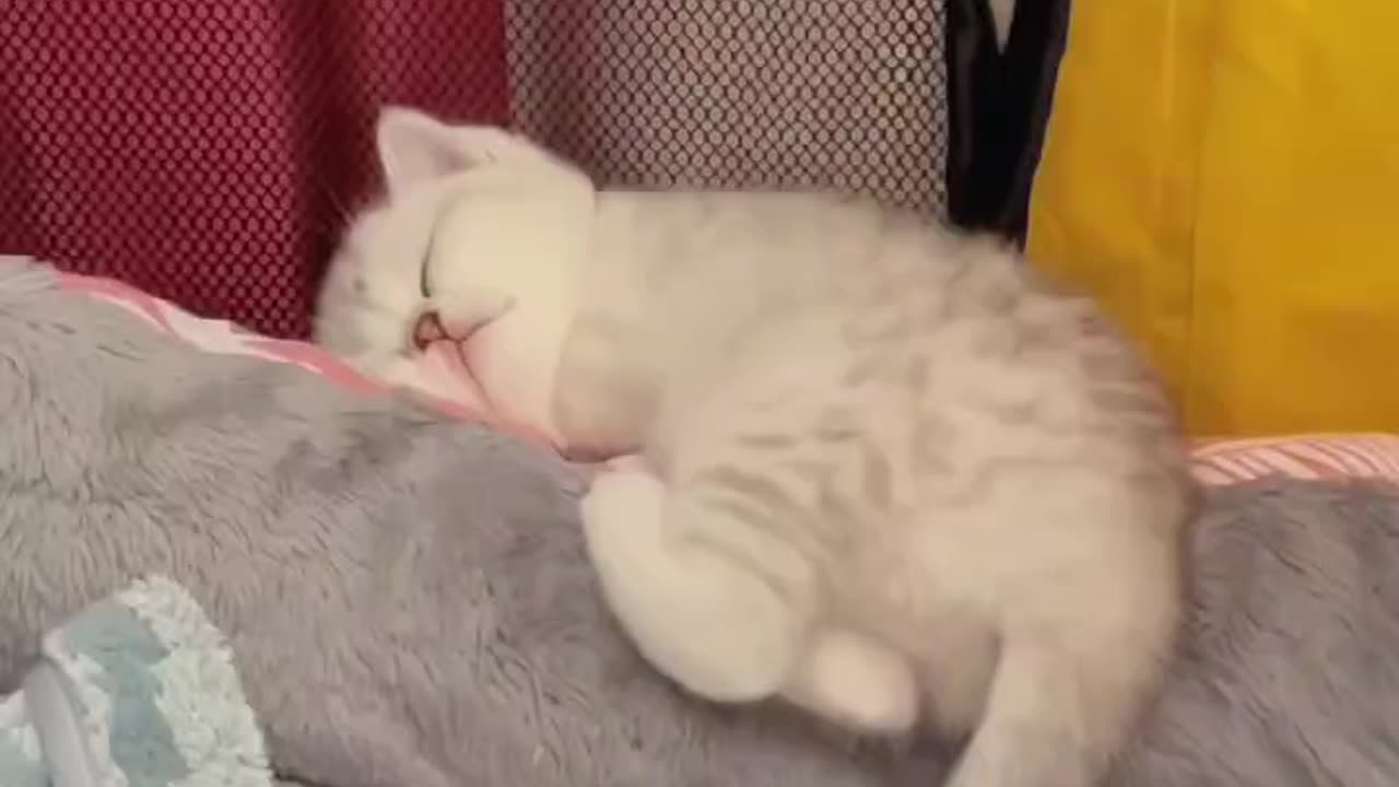 cute cat