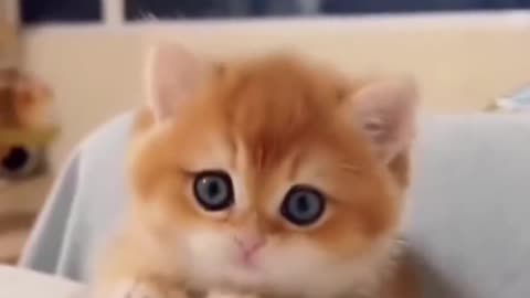 A selection of cute cats