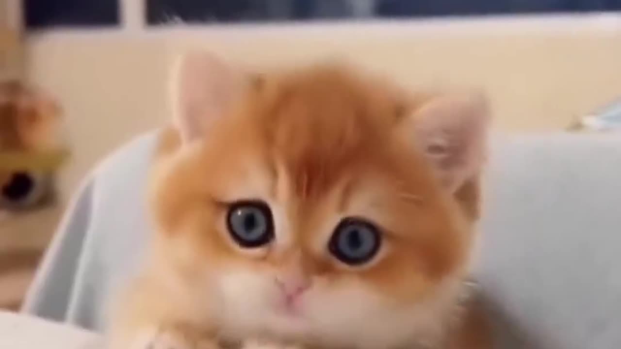 A selection of cute cats