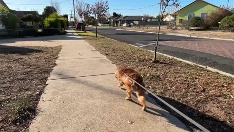 Daily walk...