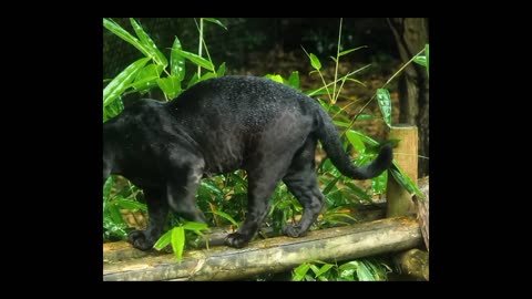 Wild Cats of the World: A Fascinating Journey