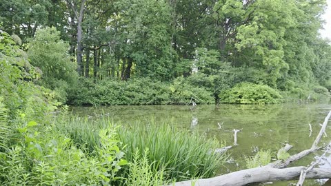 Neighborhood Pond at Sunset