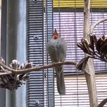 My new ringtone.. 😂🔊