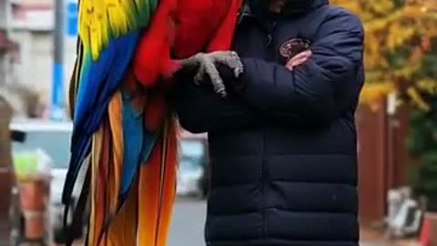 This Parrot Is WAY Too Big — You Won't Believe Your Eyes!