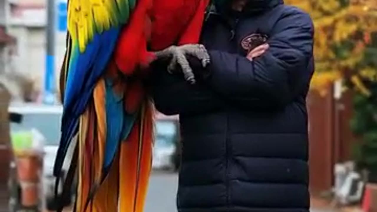 This Parrot Is WAY Too Big — You Won't Believe Your Eyes!