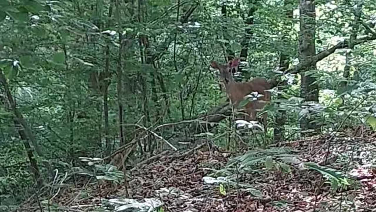 A Whitetail Deer buck
