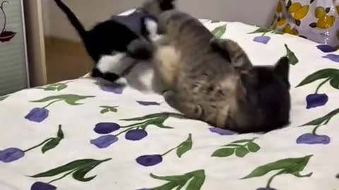 Funny Cats 😹 - Best Funny Cat Videos 2024