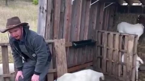 Kitty is scared to jump down so dude uses an old trick...