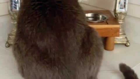 Cat Casually Parks Tail in Owner’s Dinner Without a Care