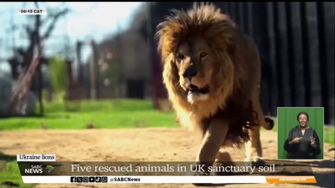 Five lions step into their new home after rescue efforts