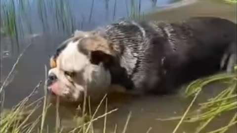 Dog water 🌊 with fun video 😄