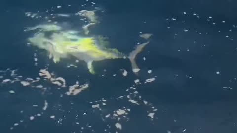 #yellowfintuna #fishing #tuna 🦈 #shark #fishing #shorts #tuna #ocean #fishing