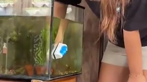 😂🐠 How to Clean an Aquarium... The Funny Way! | FunFM
