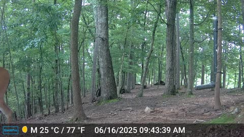 The Woods – 06/16/2025