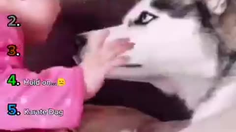 Ranking The Best Husky Moments