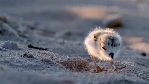 A piping plover chick on a sandy beach. The peep at the end is one of its parents calling. 📷 Lauren