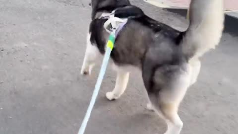 🌆🚴 Evening Ride Turns Into Hilarious Chaos! | FunFM