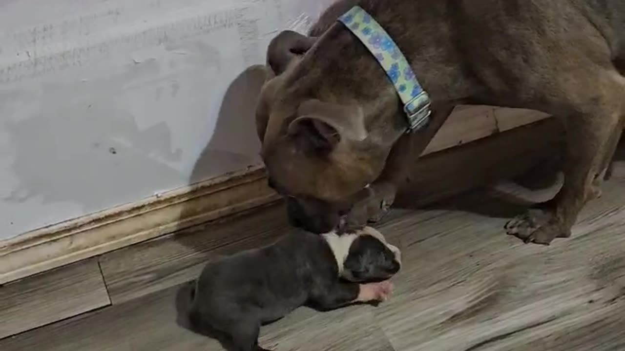 Pitbull Mama rescued from certain destruction