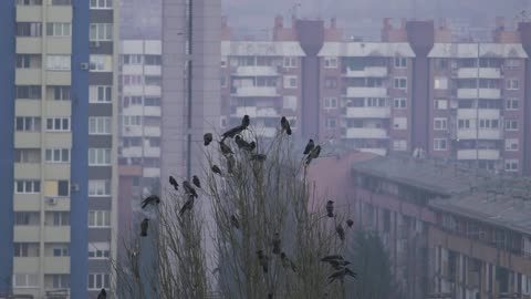 What If Birds Communicate Better Than We Think? | Parrots, Crows, Penguins & More