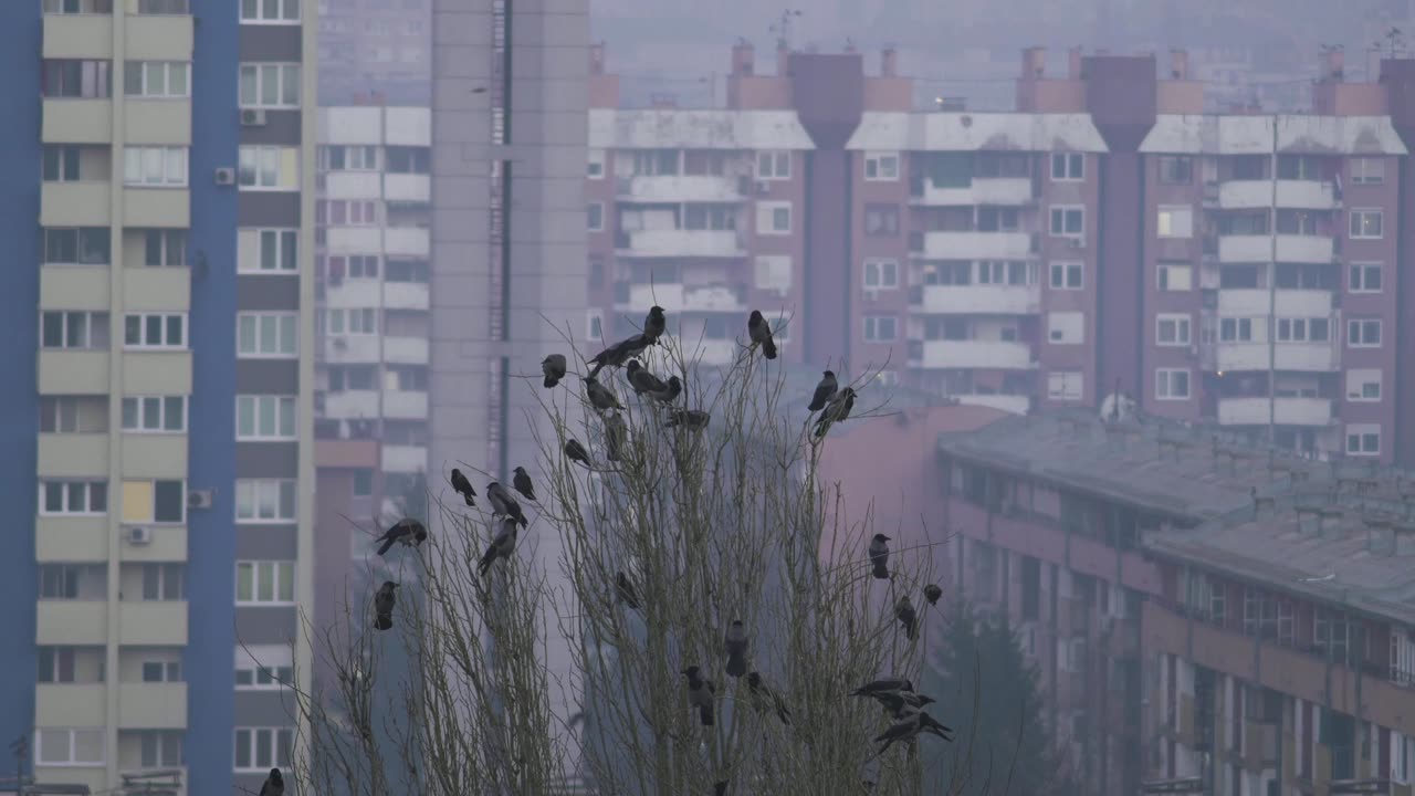 What If Birds Communicate Better Than We Think? | Parrots, Crows, Penguins & More