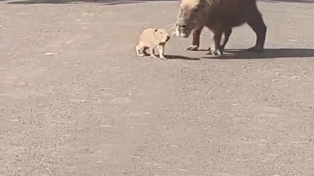 Come and die in love with us!!