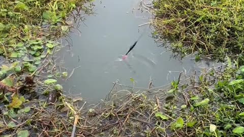 Fishing simple