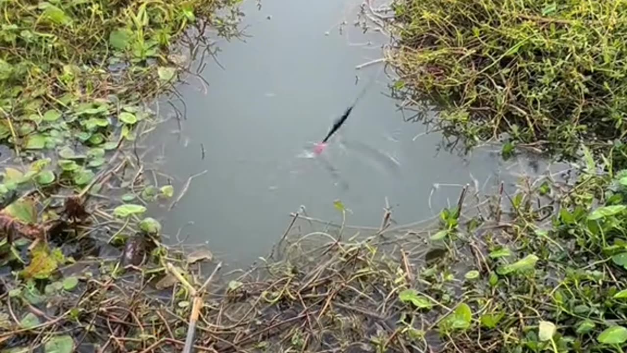 Fishing simple