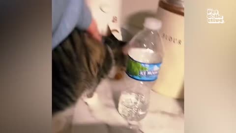 Show Us Your Baddies _ HILARIOUS Naughty Pet Compilation 2025