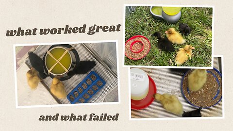 What food and water setup worked best for 4 ducklings ?