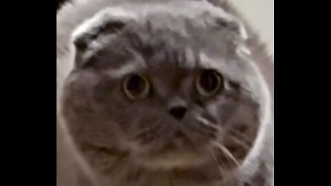 When Your Cat Sees Something Weird 🐱😱