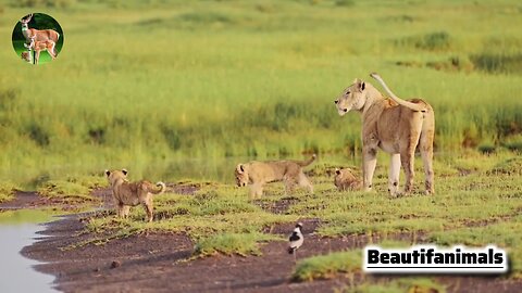 A female lion cares for her cubs.
