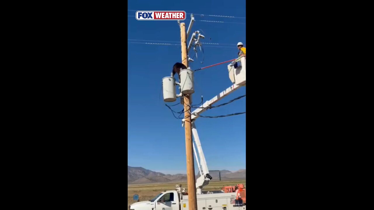 Lineman Saves Bear In Danger